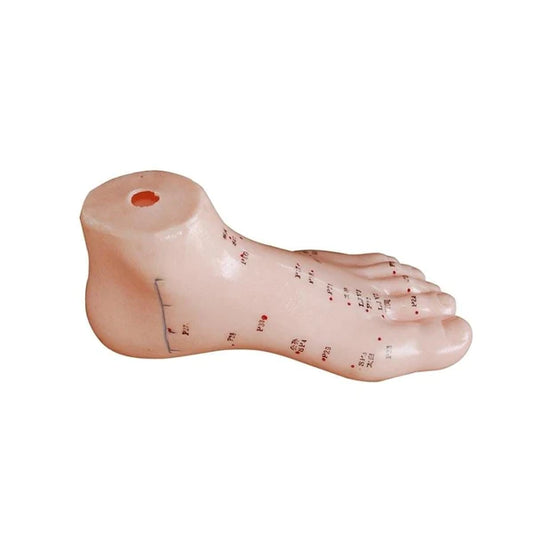 Acupuncture Foot Model - 13cm