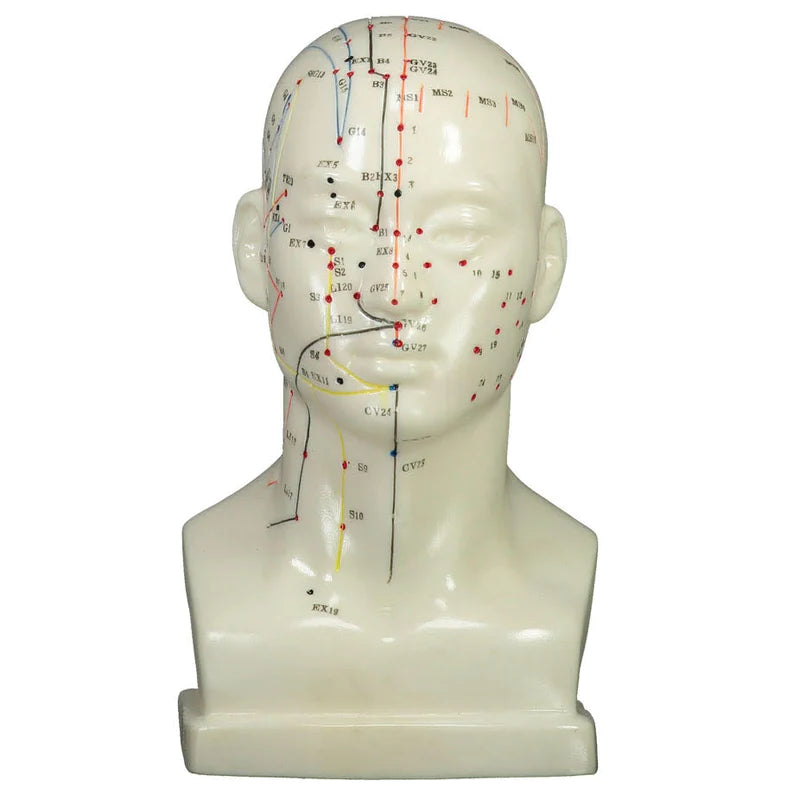 Acupuncture Head Model - 20cm