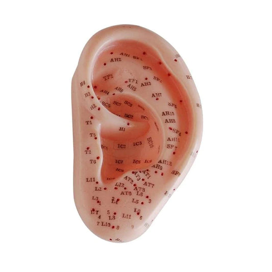 Acupuncture Ear Model - 13cm