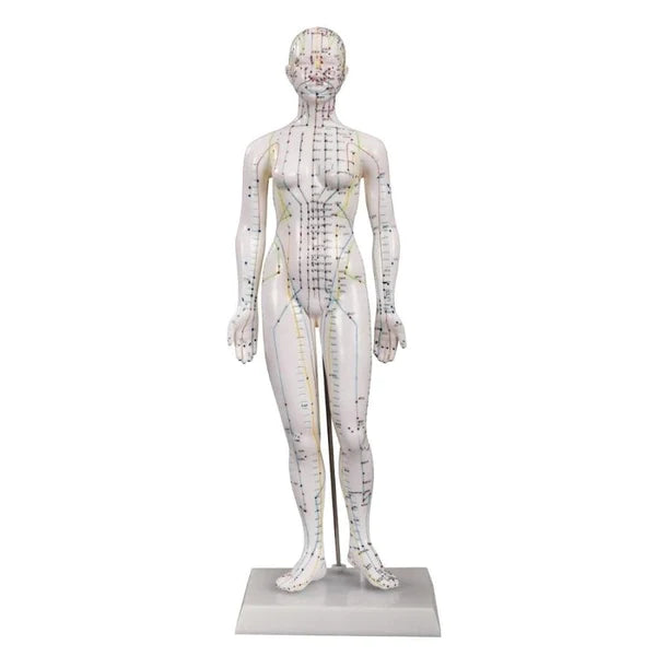 Female Acupuncture Model - 48cm