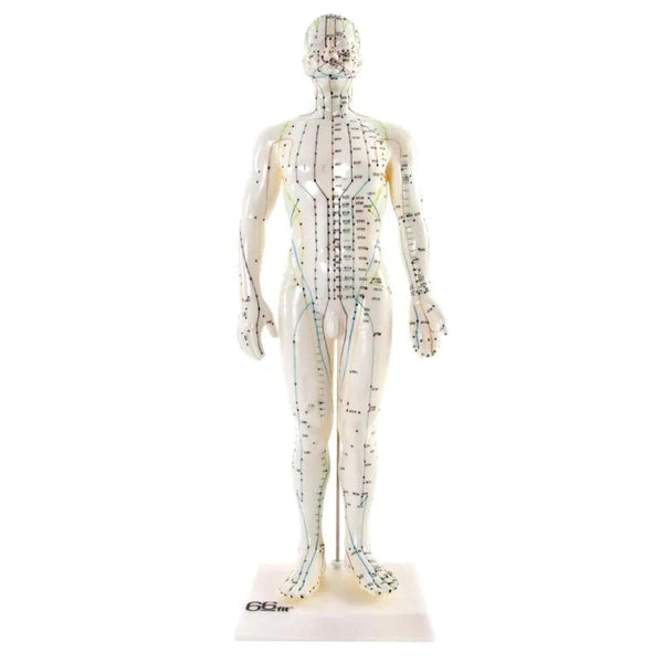 Male Acupuncture Model - 50cm